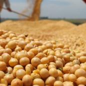 Agro: sector que mueve la liquidación de divisas